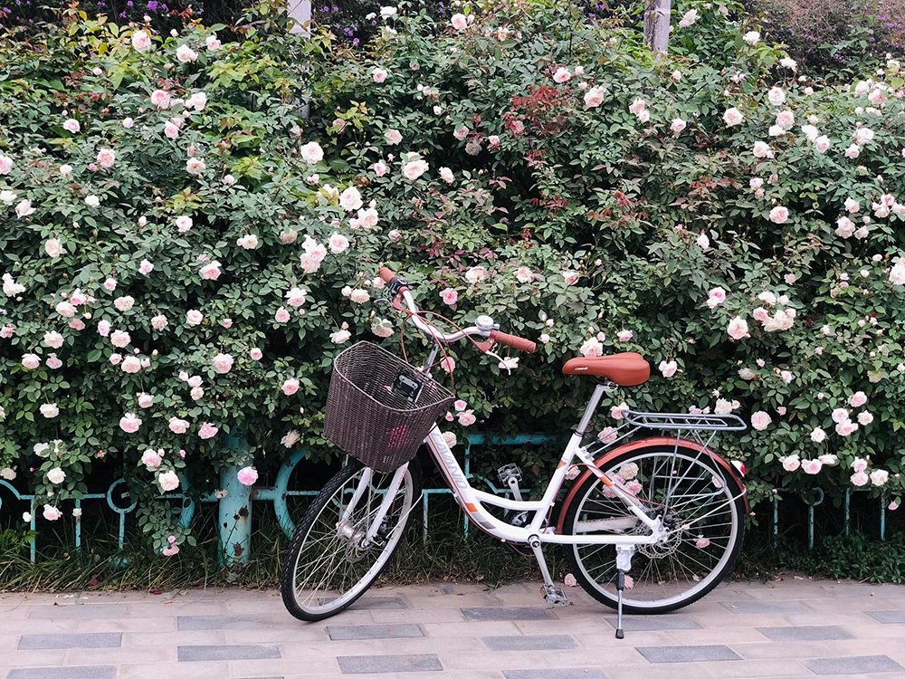 xe đạp nữ CAVANIO Spring 26
